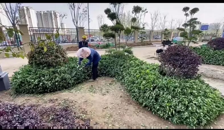 市政园林绿化工程 以专业施工，绘就城市生态画卷