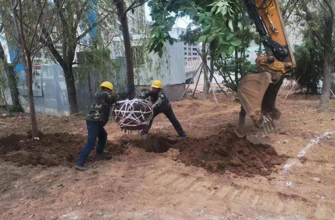 五一劳动节 致敬城市园丁——市住建局园林绿化服务中心以汗水扮靓城市